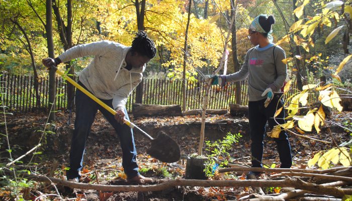 Volunteers planting a tree.