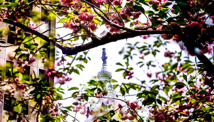 William Penn statue on top of City Hall, surrounded by a flowering tree.