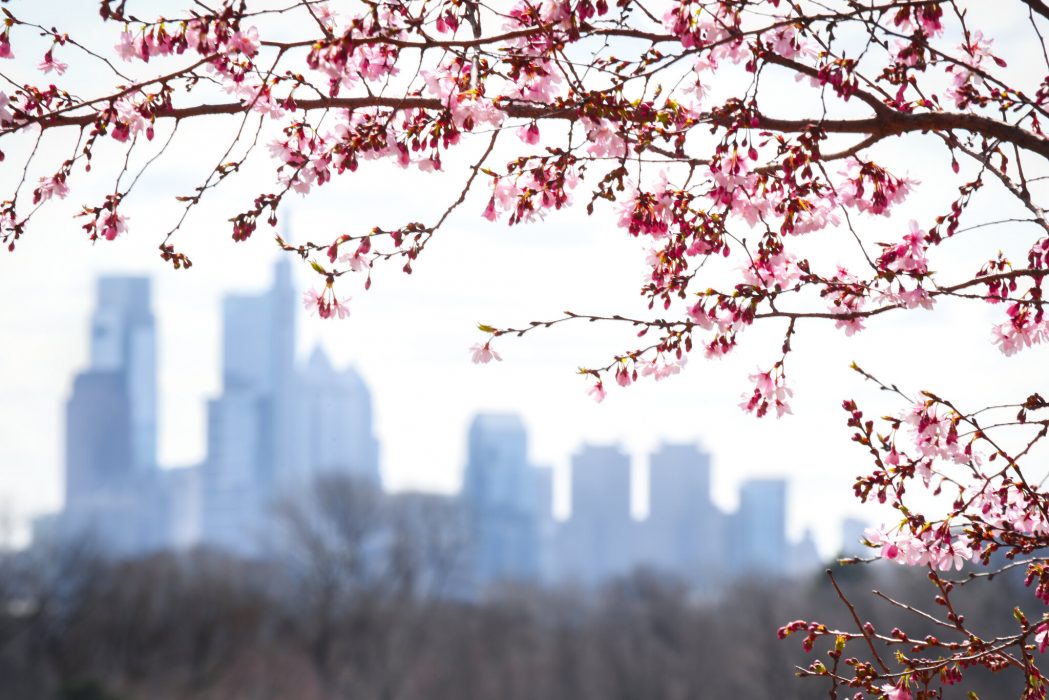 the skyline of philadelphia surrounded by cherry blossoms