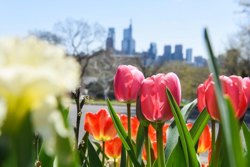philadelphia skyline with tulips and daffodils in the foreground