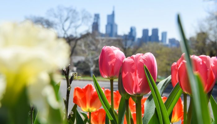 philadelphia skyline with tulips and daffodils in the foreground