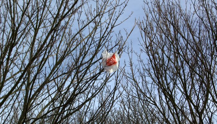 Plastic bag caught in a tree Credit: Flickr/timparkinson