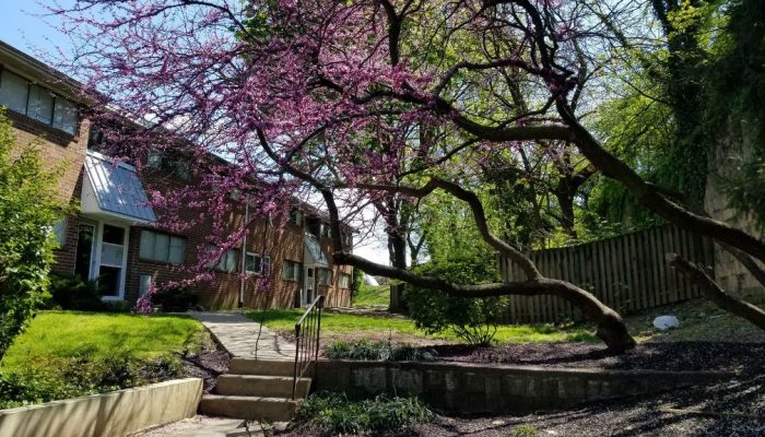 spring-day-in-olney-philaldelphia