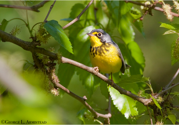 A bright yellow bird on a tree branch.