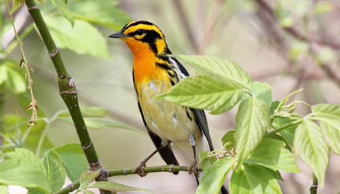 Bird with an orange throat, yellow body, and black wings.