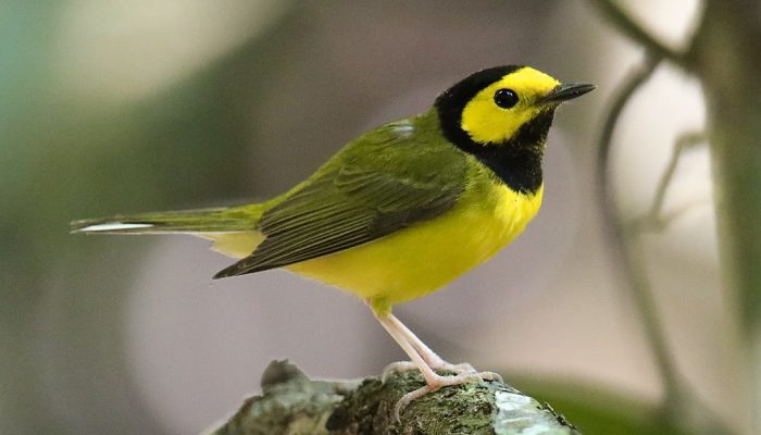 Yellow bird with black feathers on the top of its head and throat.