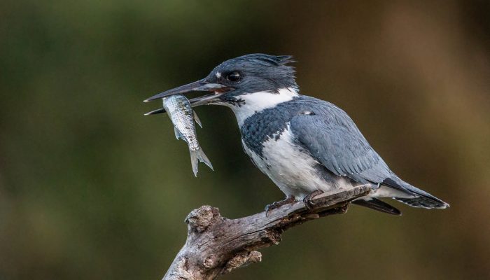 Parks & Rec's Nature Notes: the Belted Kingfisher—fun facts about