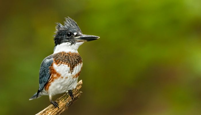 Parks & Rec's Nature Notes: the Belted Kingfisher—fun facts about