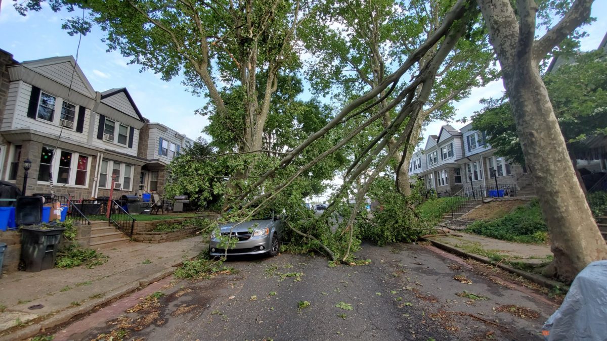 What you need to know about trees in Philadelphia Philadelphia Parks