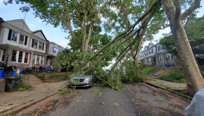 A large tree branch is blocking the street a residential street in Philadelphia. The branch is leaning on a car parked on the street.