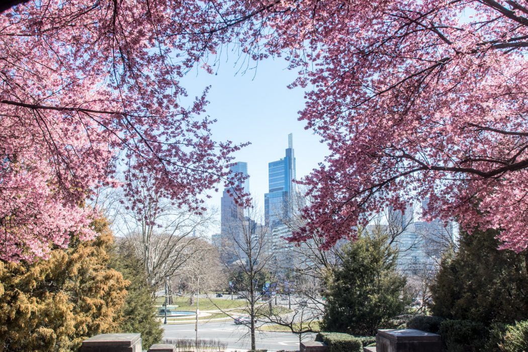 cherry blossoms with the city of philadelphia in the background