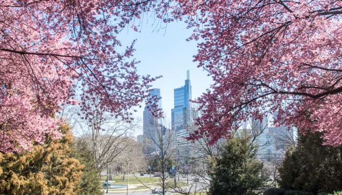 cherry blossoms with the city of philadelphia in the background