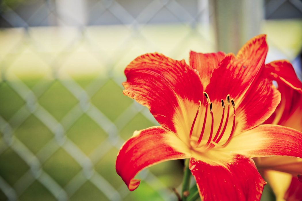 a vibrant tiger lily with a chain link fence in the background