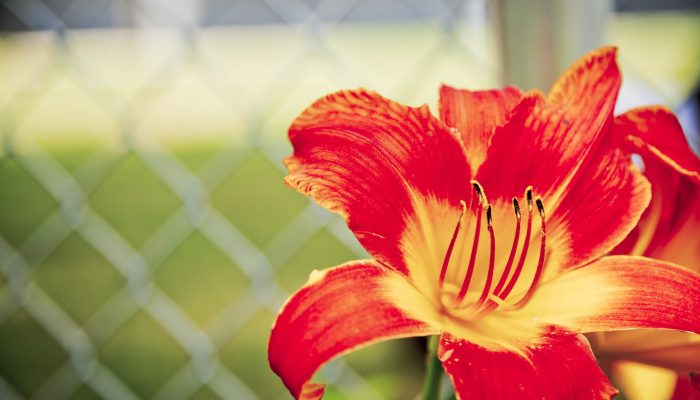 a vibrant tiger lily with a chain link fence in the background