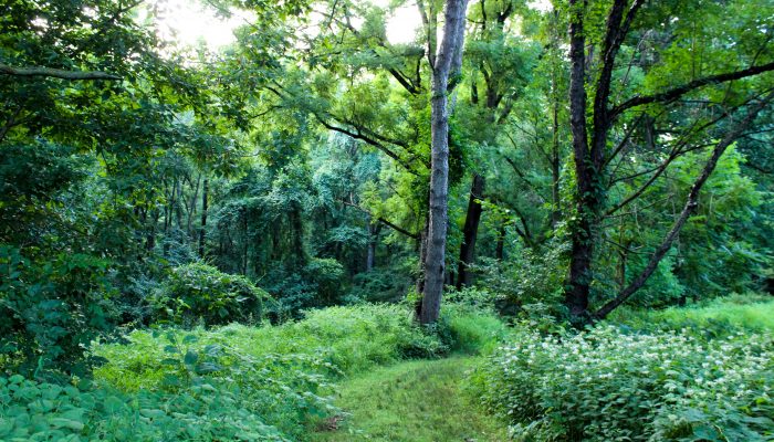 Pennypack Park Trails