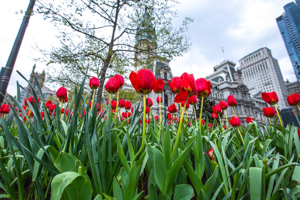 red tulips in front of city hall