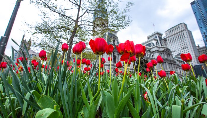 زهور التوليب الحمراء أمام قاعة المدينة