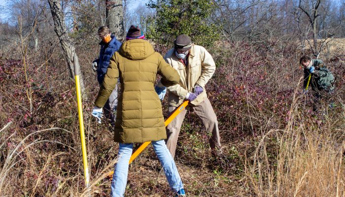 Volunteers removing invasive weeds in a park.