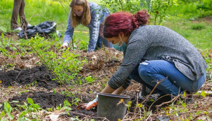 Volunteers planting trees in a Philadelphia park.