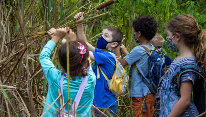 A group of kids exploring cat tail plants out in nature.