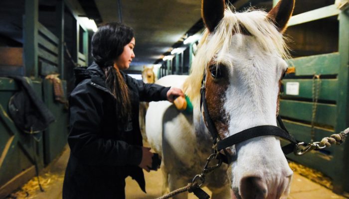 A young woman brushes a horse in a stable.