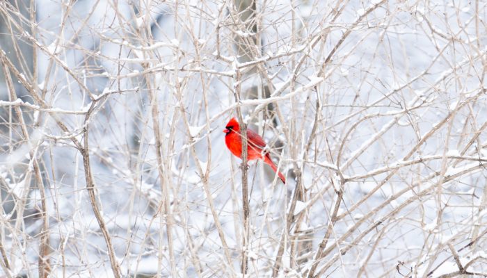 A male cardinal sits on a empty tree branch during a snow storm in the woods.