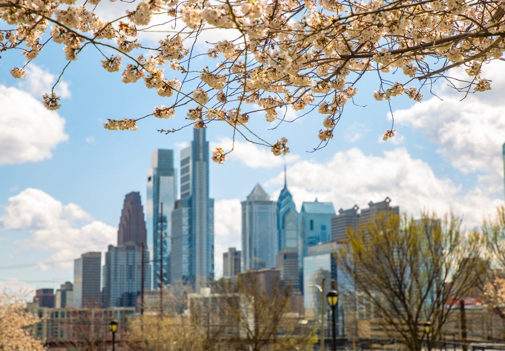 the city of philadelphia skyline in the springtime with a cherry blossom tree in the foreground