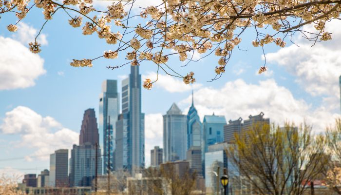 the city of philadelphia skyline in the springtime with a cherry blossom tree in the foreground