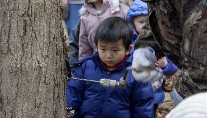 A little Asian boy watches as someone taps a maple tree.