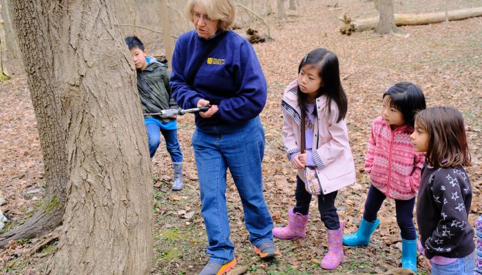 A woman shows children how to tap a tree for maple syrup.