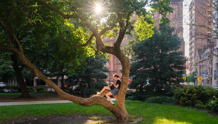 Person sitting in a tree on a sunny day in a park