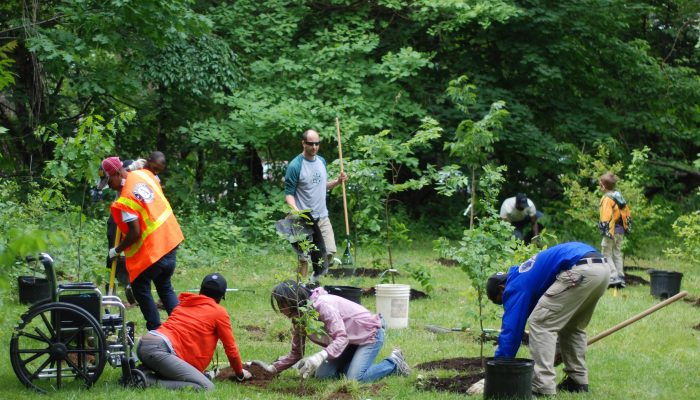 Volunteers plant trees and clean up in a park.