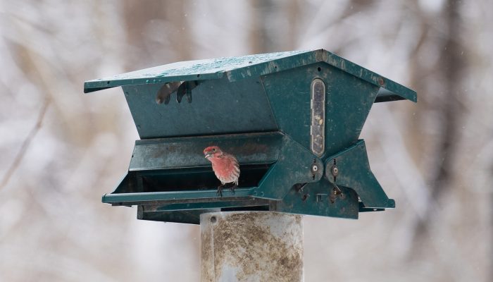 A red bird perches on a bird feeder in the winter.