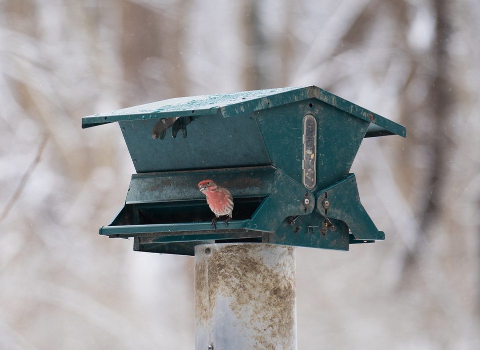 Sign up for the Christmas Bird Count on December 16 Philadelphia