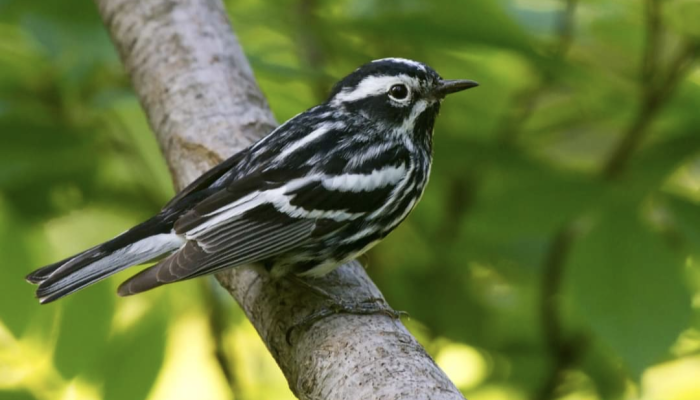 Black-and-White Warbler perches on a tree branch in Philadelphia.
