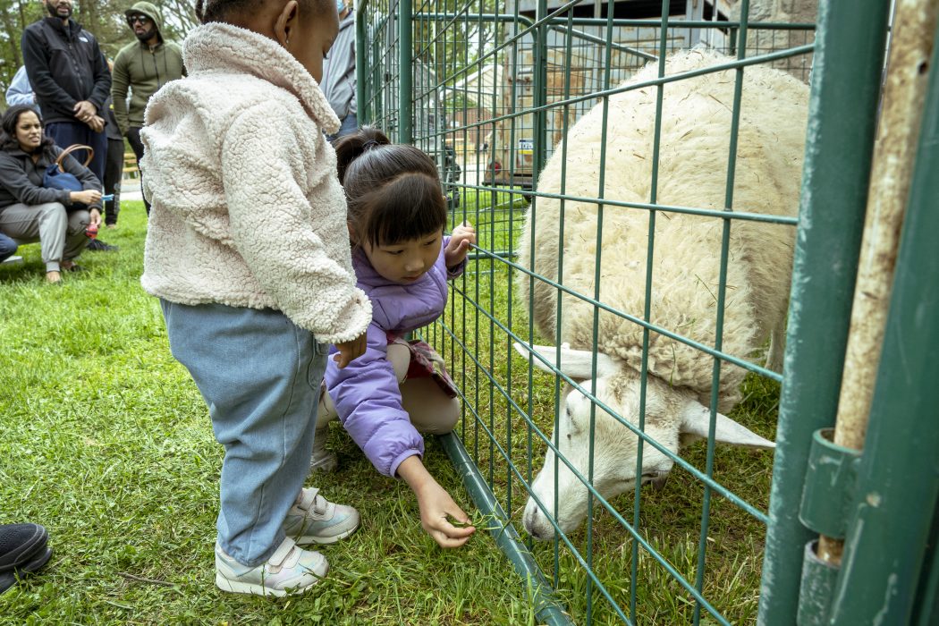 Two young children feed grass to a sheep.