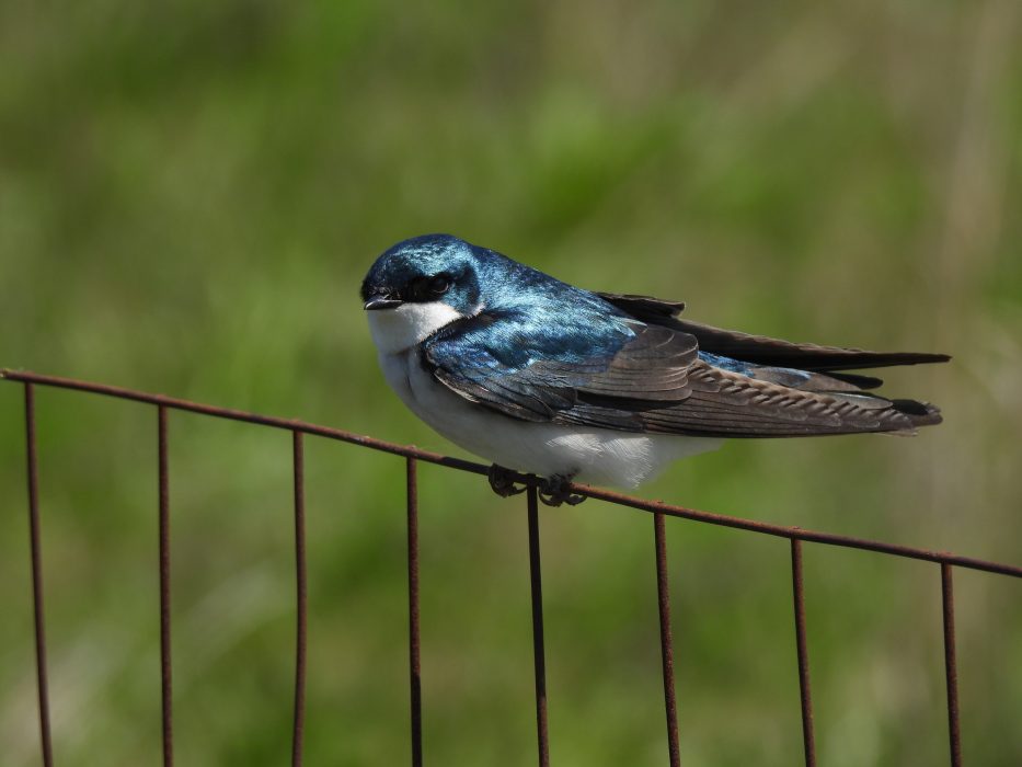A bird sits perched on a wired fence.