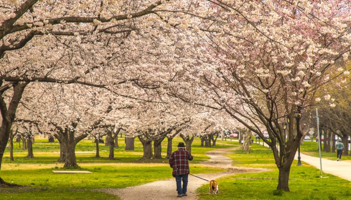 Picture of man walking his dog on the Kelly Drive trail