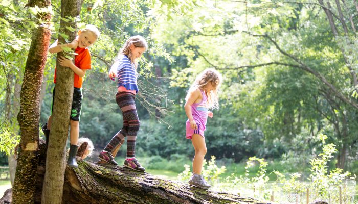 Three young children playfully cross a tree branch.