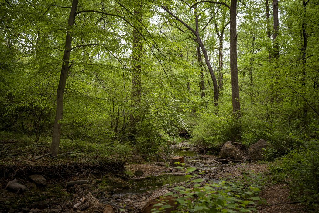 A gravel path winds through the lush green forests and fields of Pennypack Trail, with vibrant foliage and tall trees.